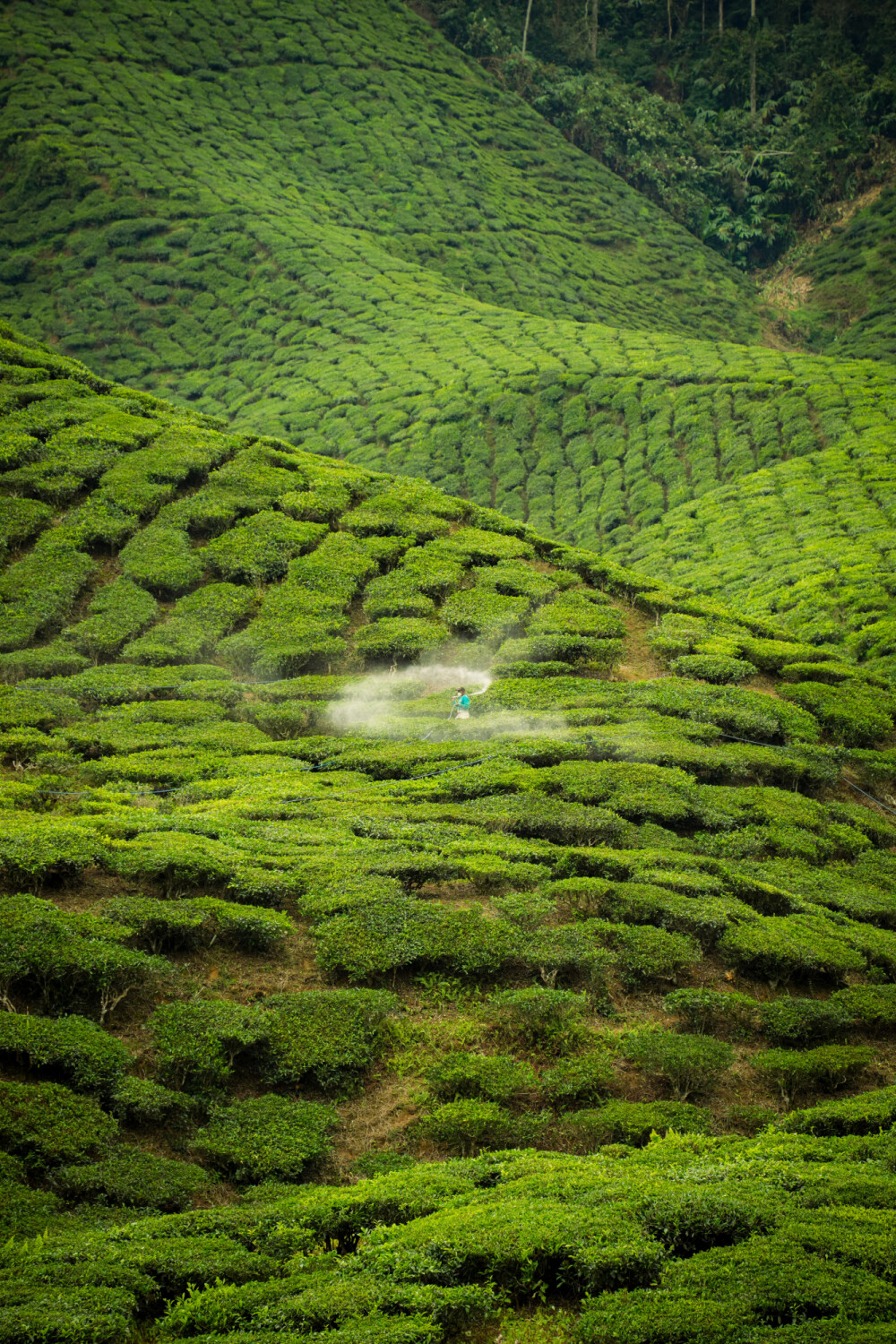 Harmony in the Highlands