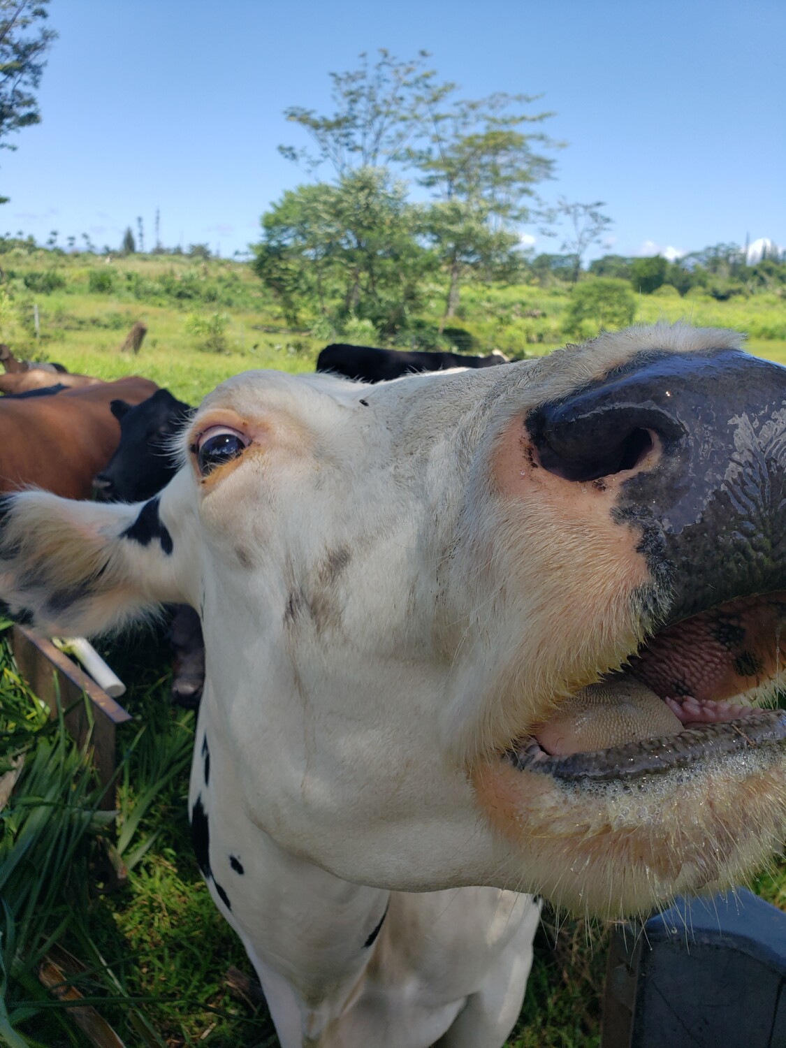 Meet my co(w)-workers