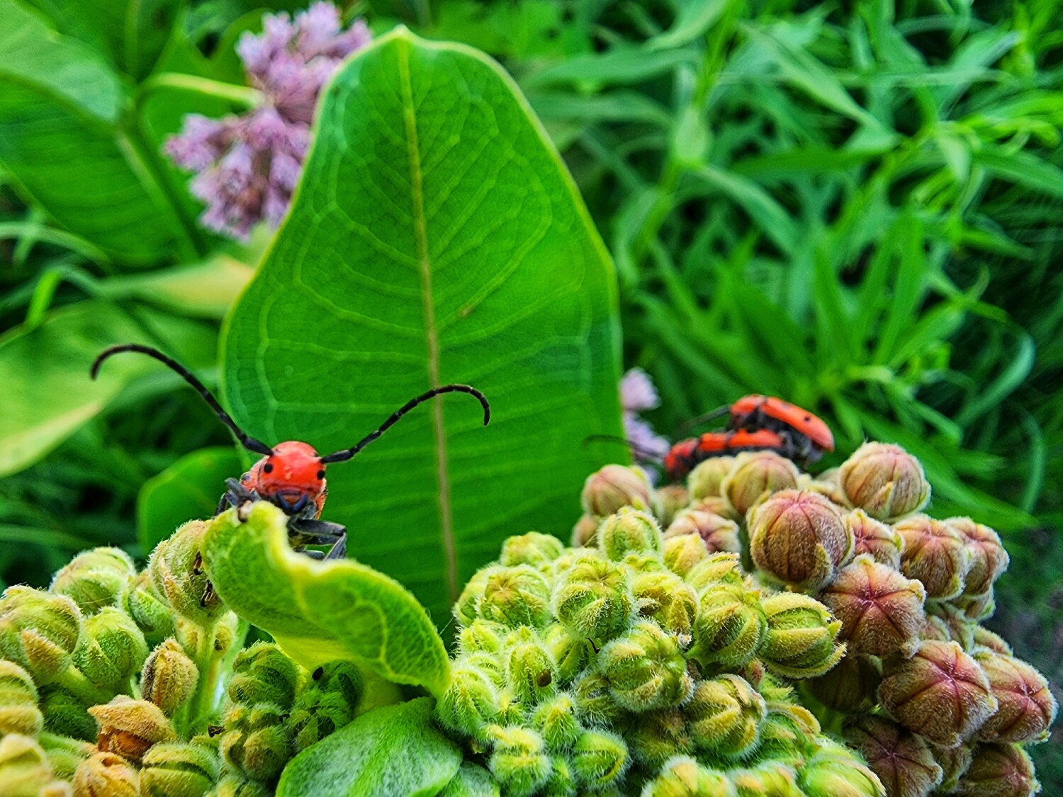 A Bug's Life