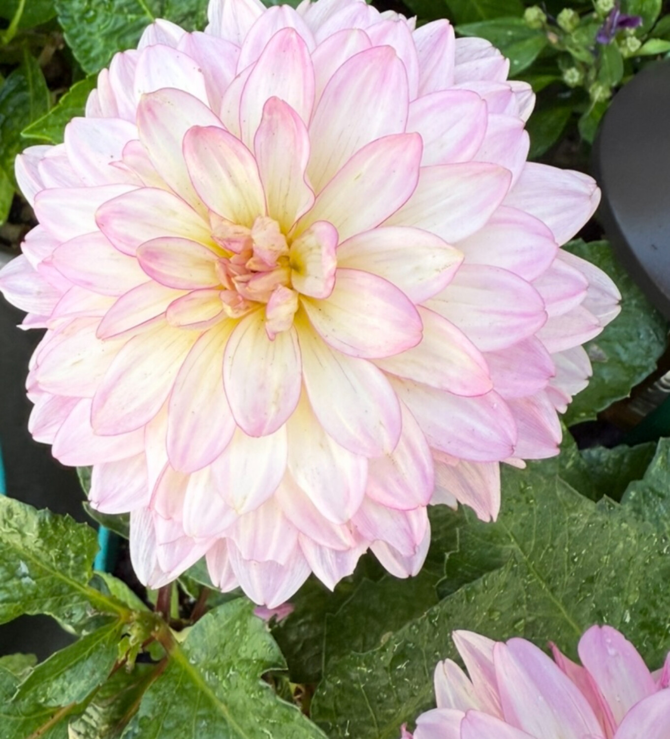 Dahlia Diva