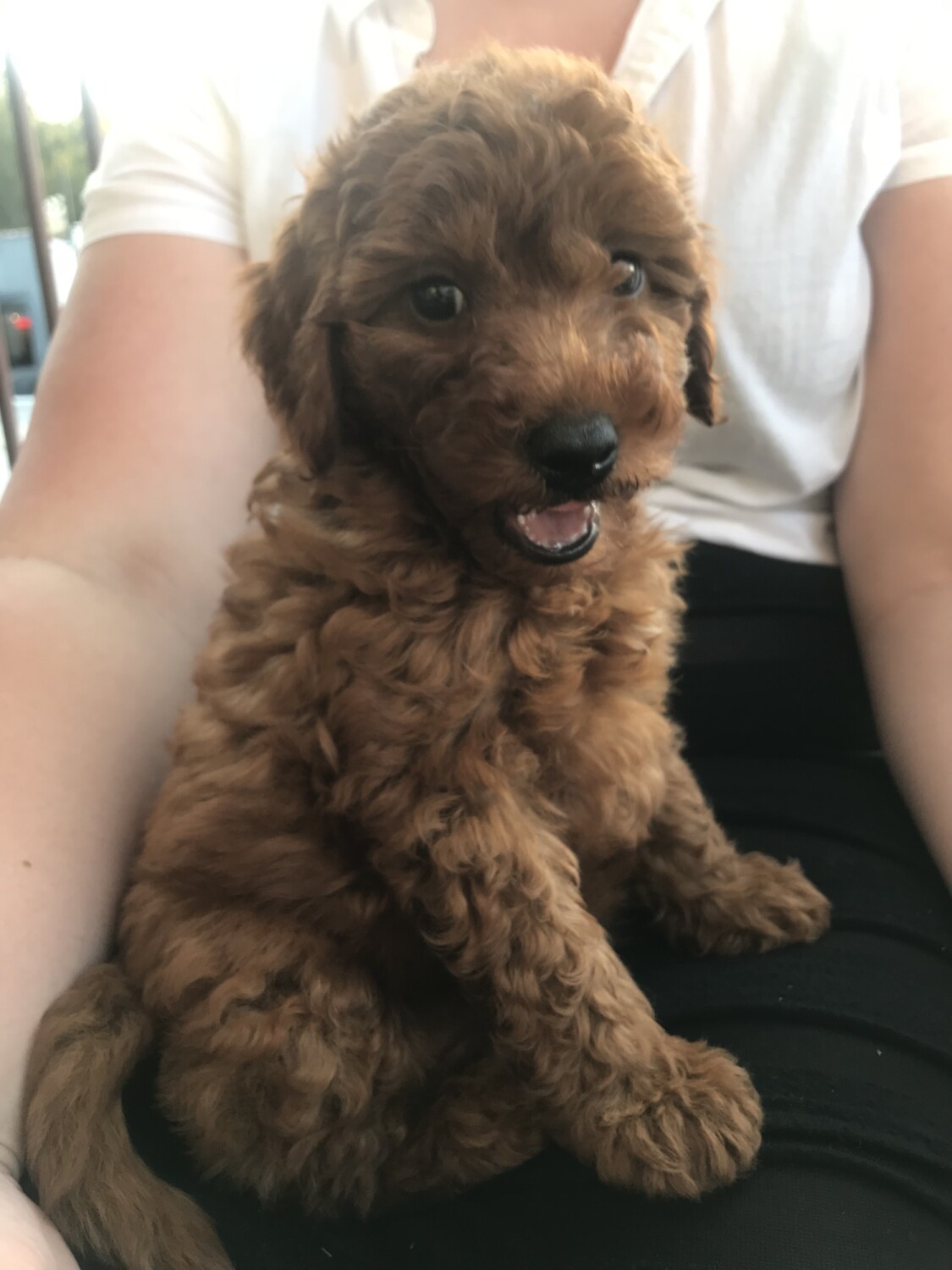 Mr Bingley's charming disposition