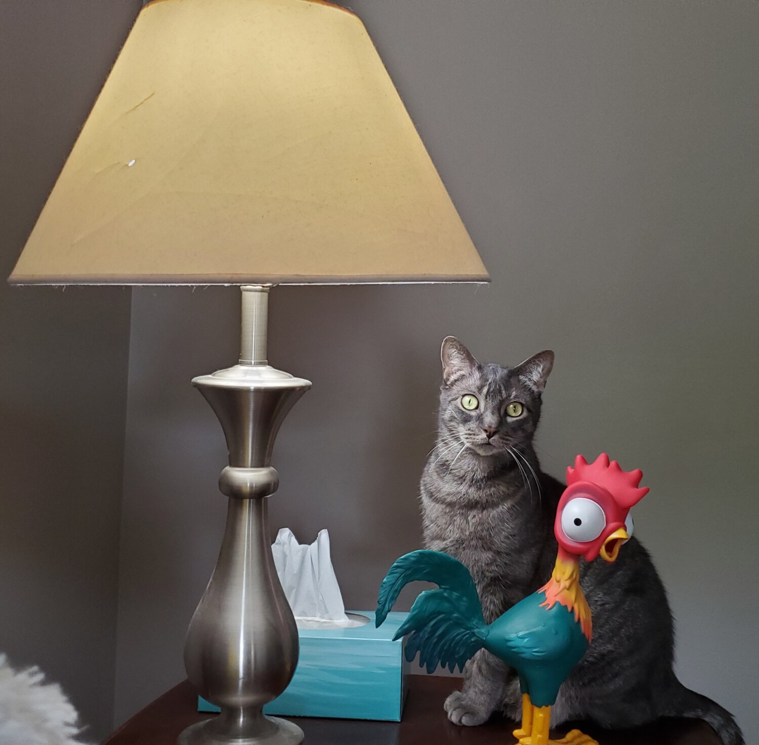 Loki and his pet chicken