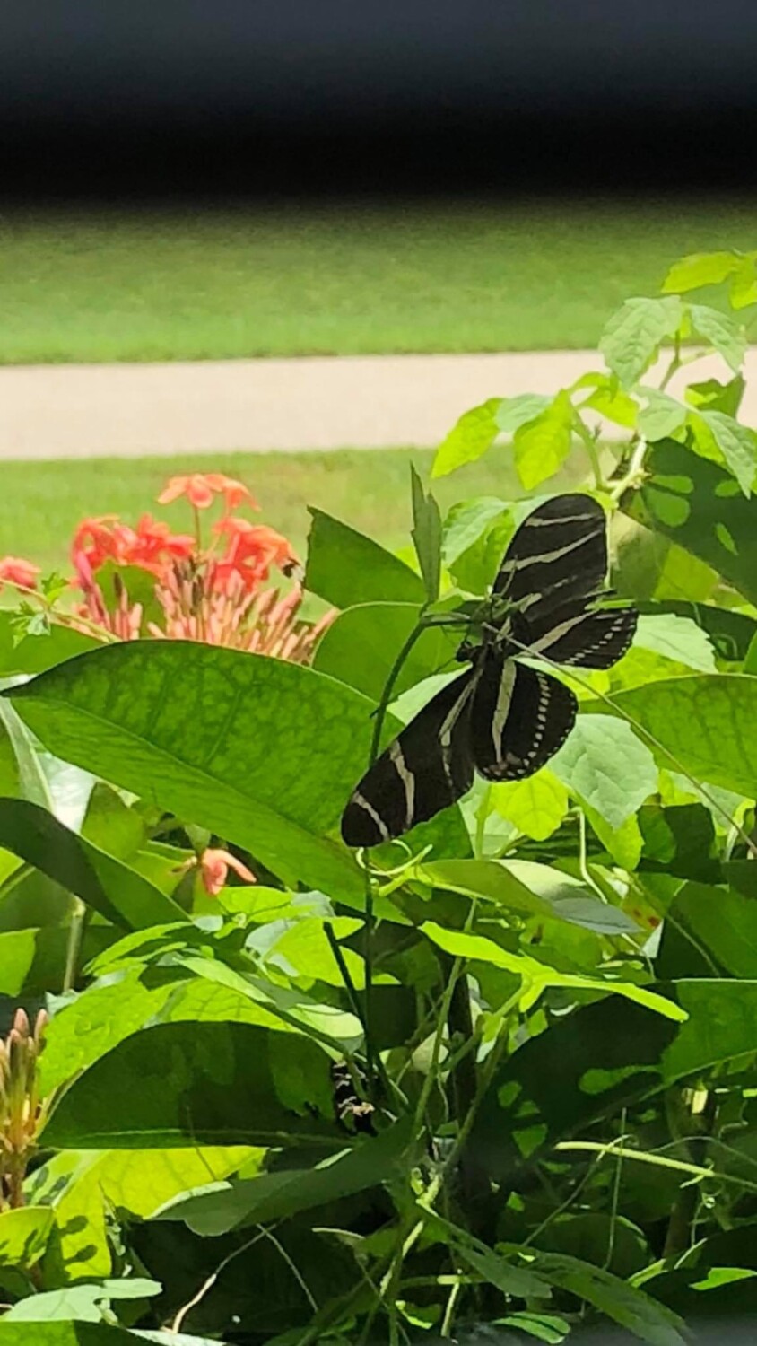 Florida State Butterfly ZEBRA LONGWING