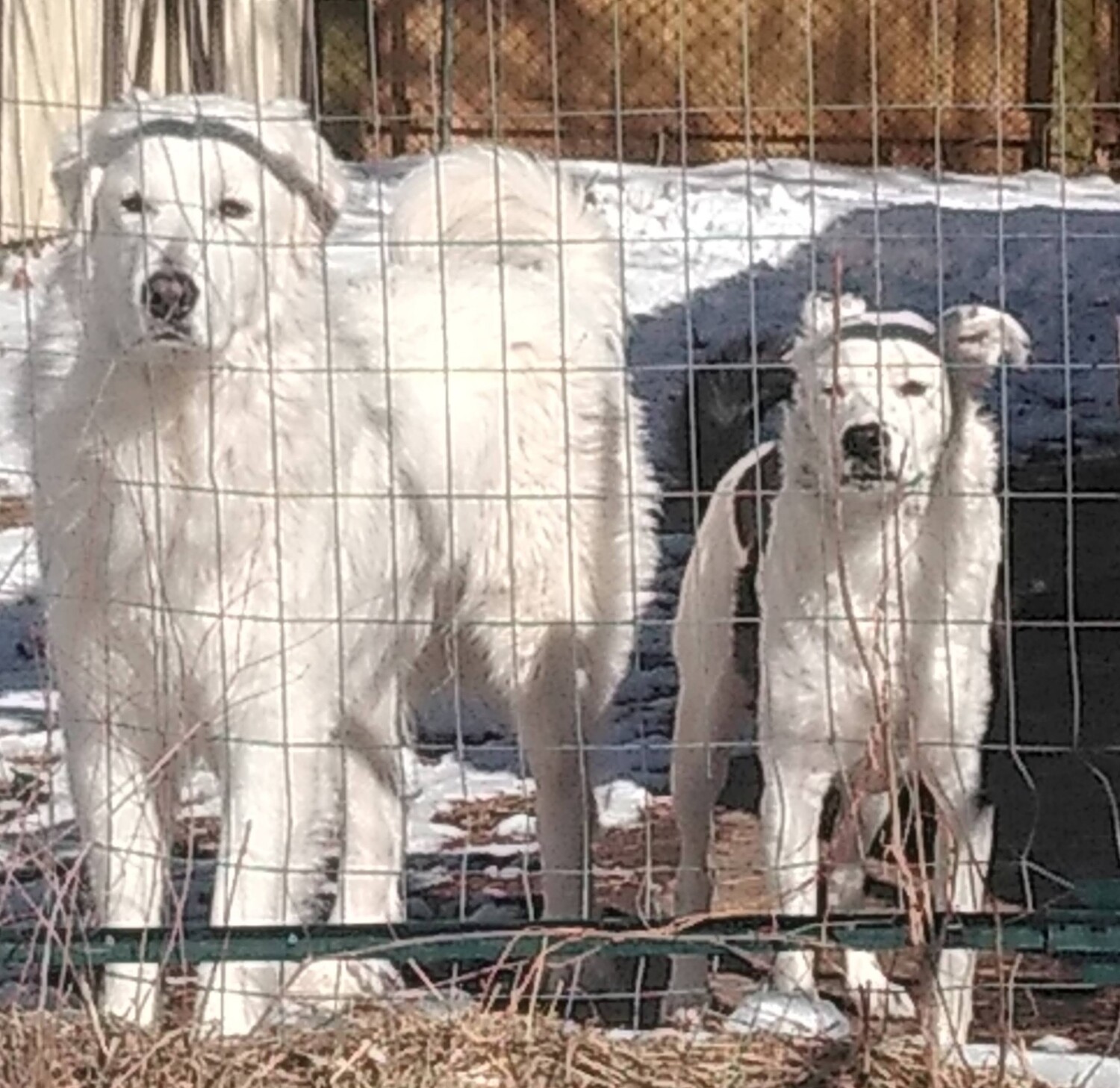 Enzo and Ozzie saying "please hurry back".