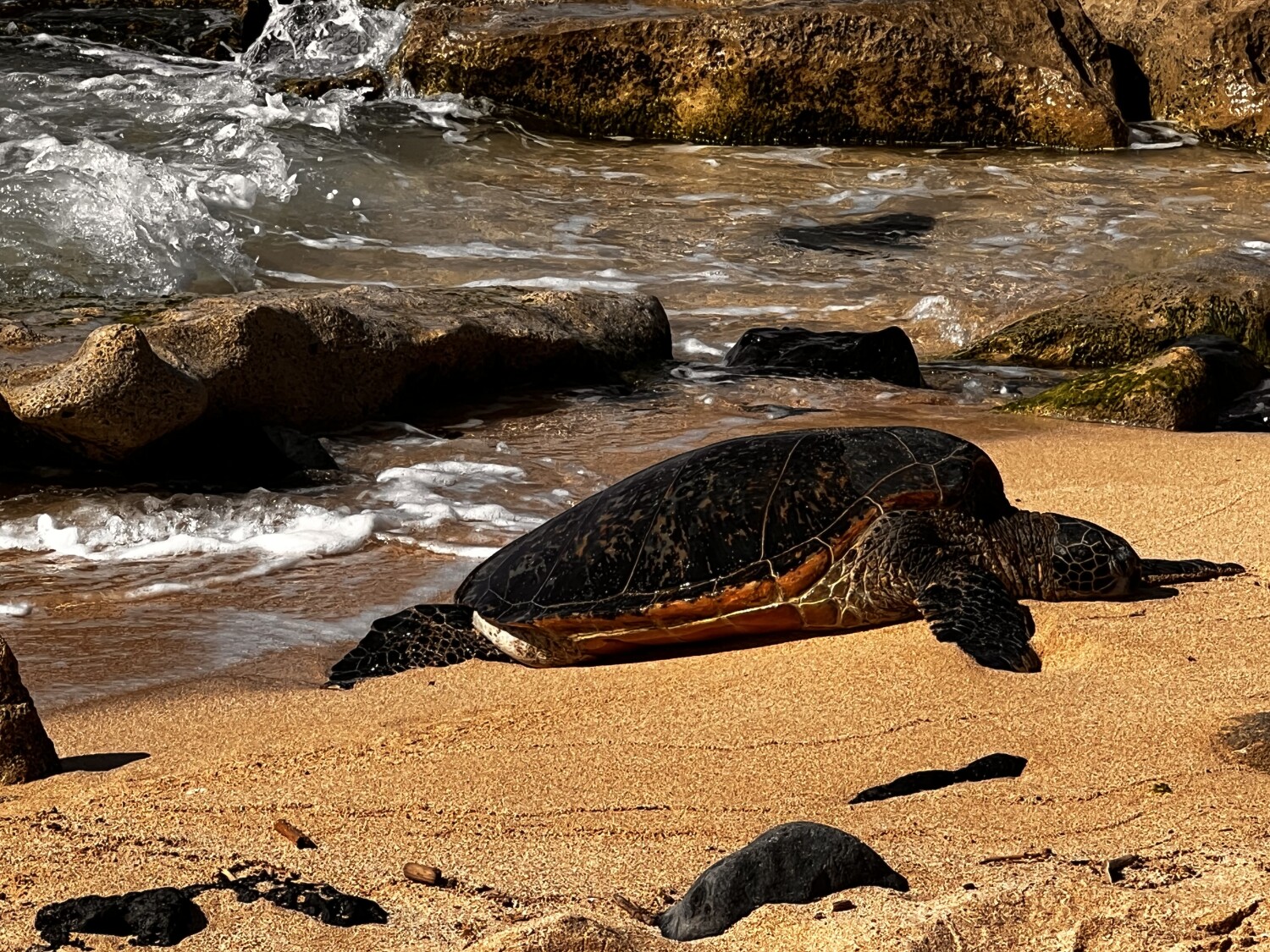 Sea Turtle in Maui