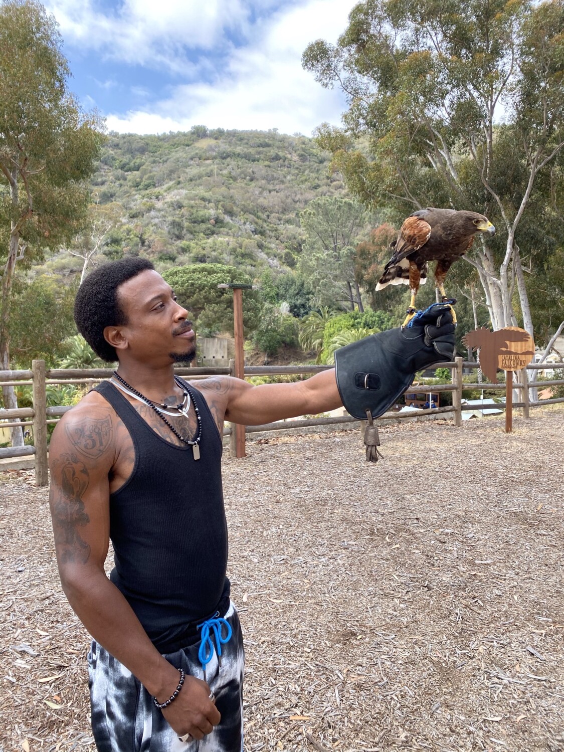 Falconry Touched By Nature