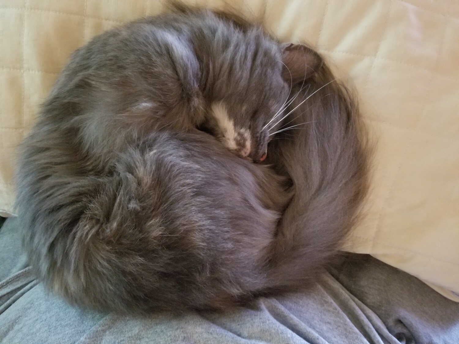 Diva's afternoon siesta