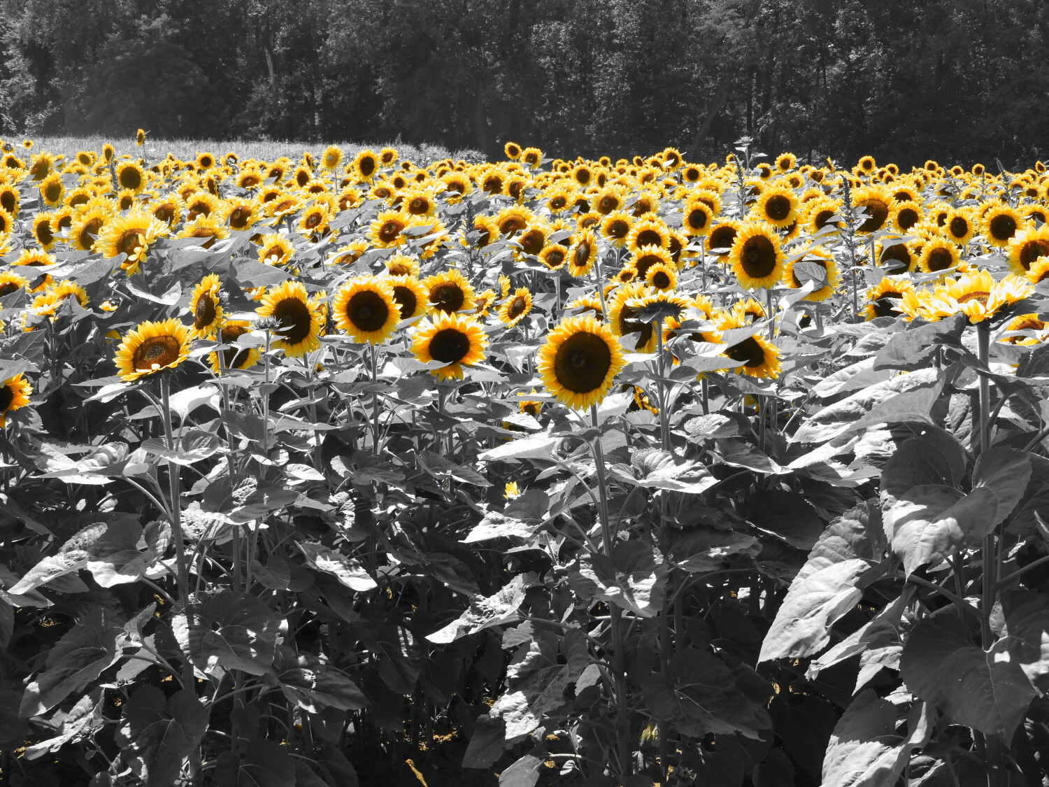 Sunflowers in B/W