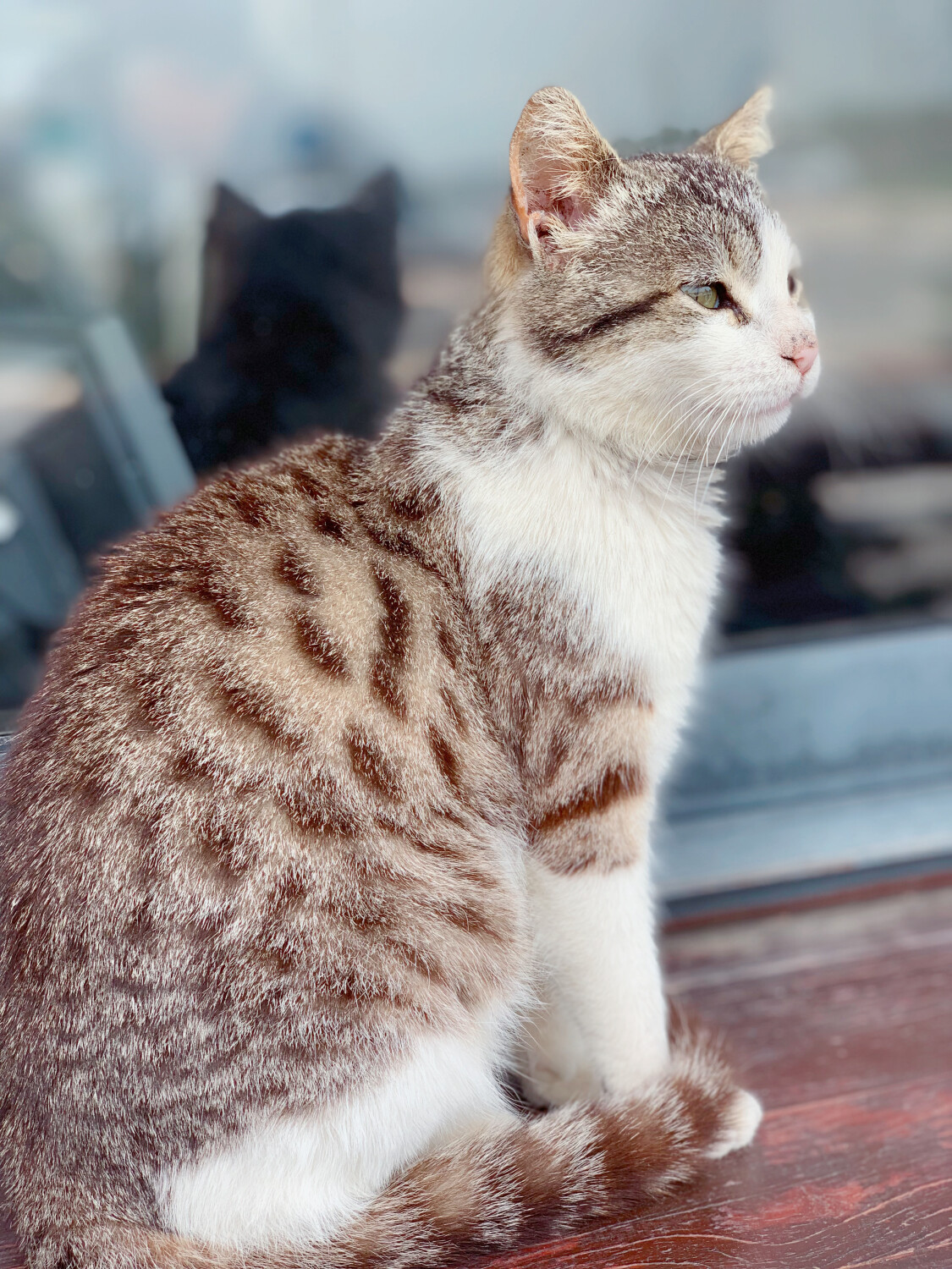 Stolen shot (cat) around the ticket booth area.