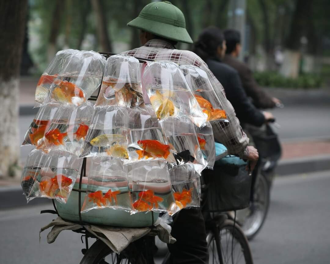 Gold fish on wheels