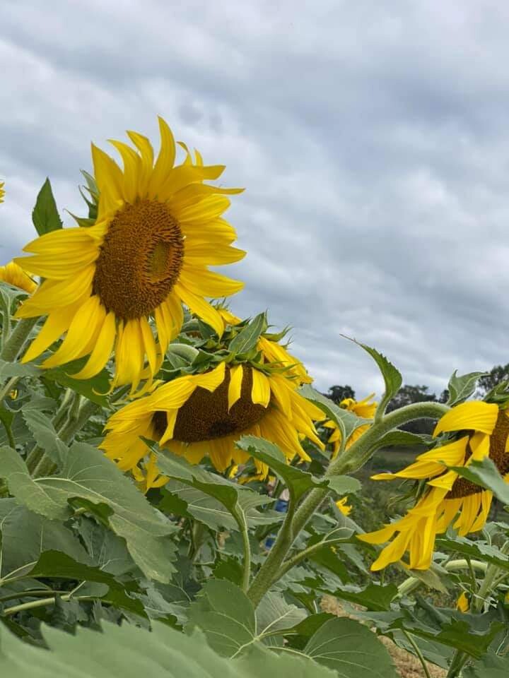 Sunshine on a cloudy day