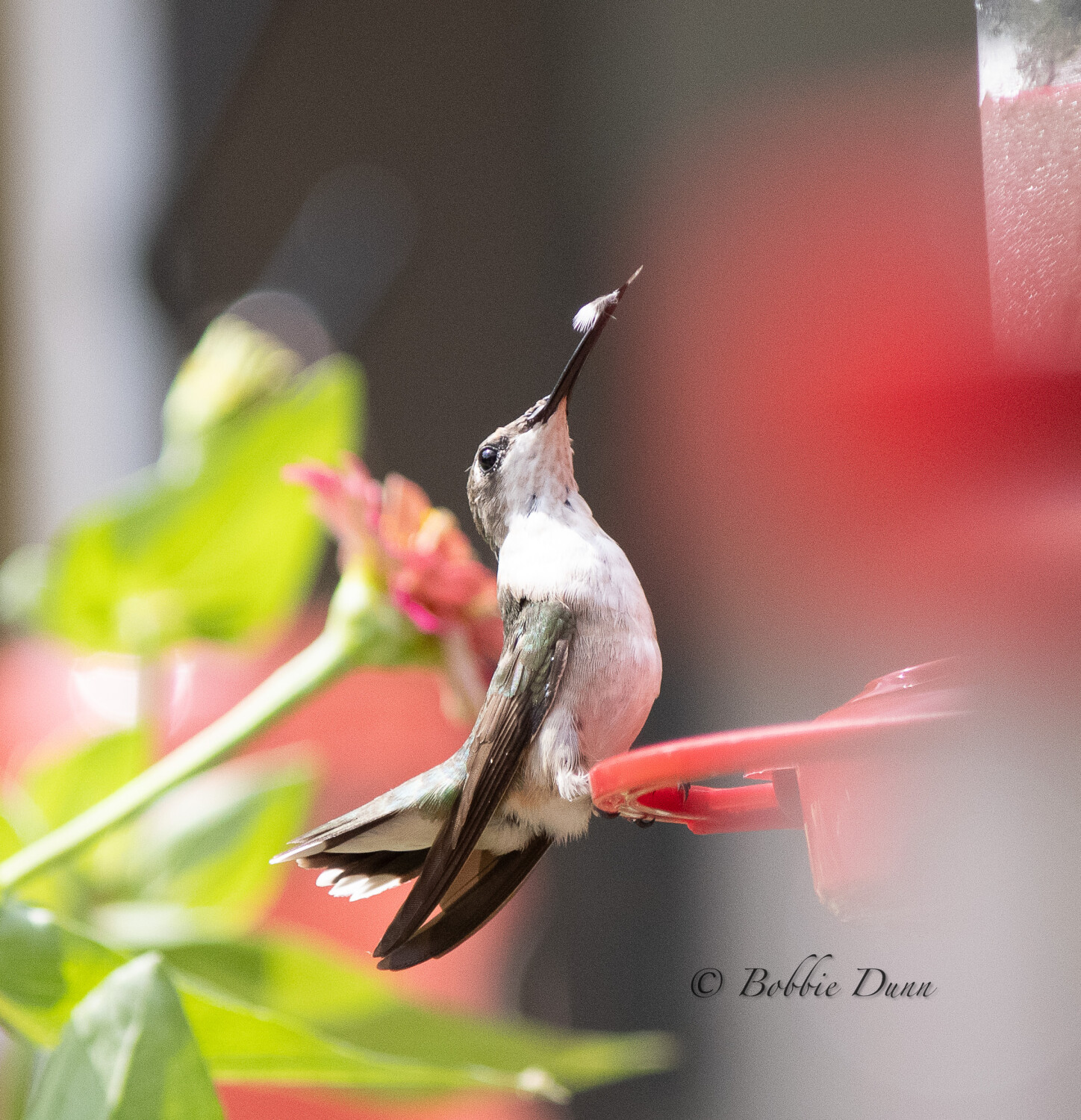 Hummingbird with a Feather