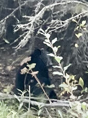 Animal cage in the forest!