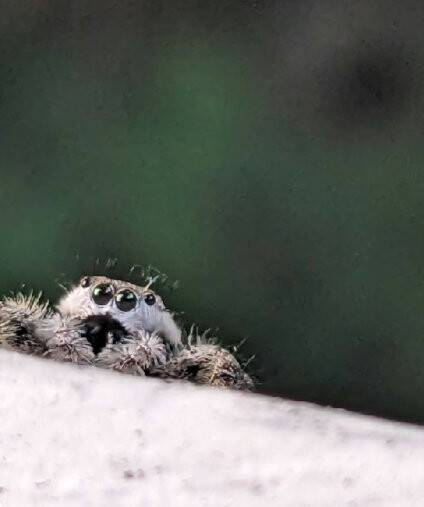 What ya doing hoomon?!