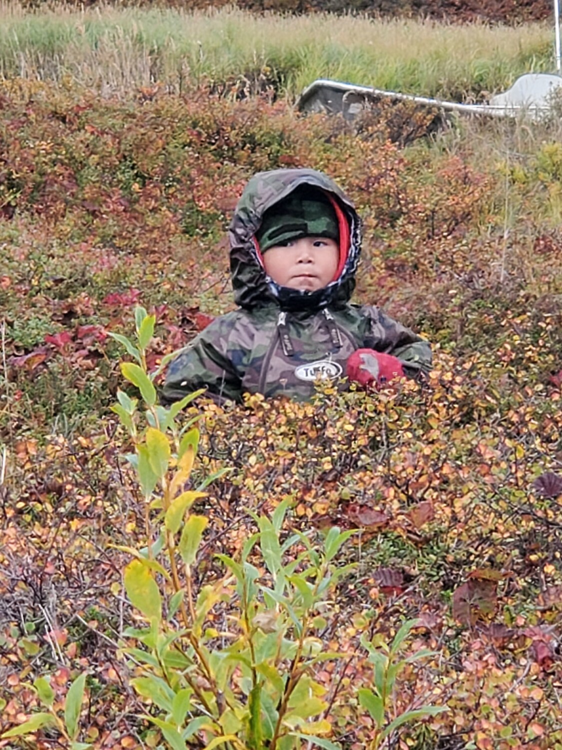 My grandson picking black berries