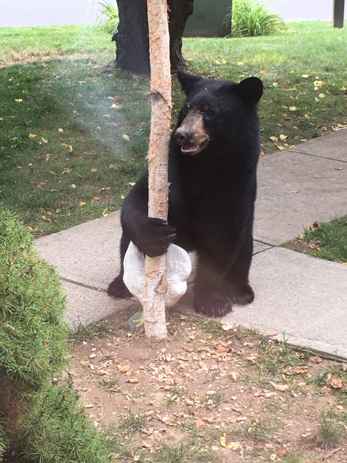 Baby Bear posing for me