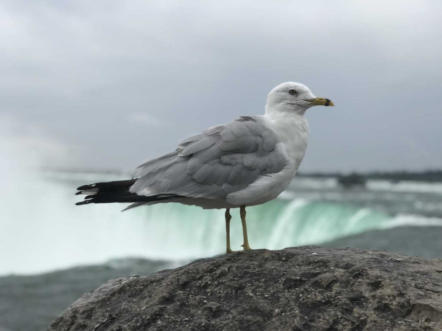 Bird on Break at Niagara Falls