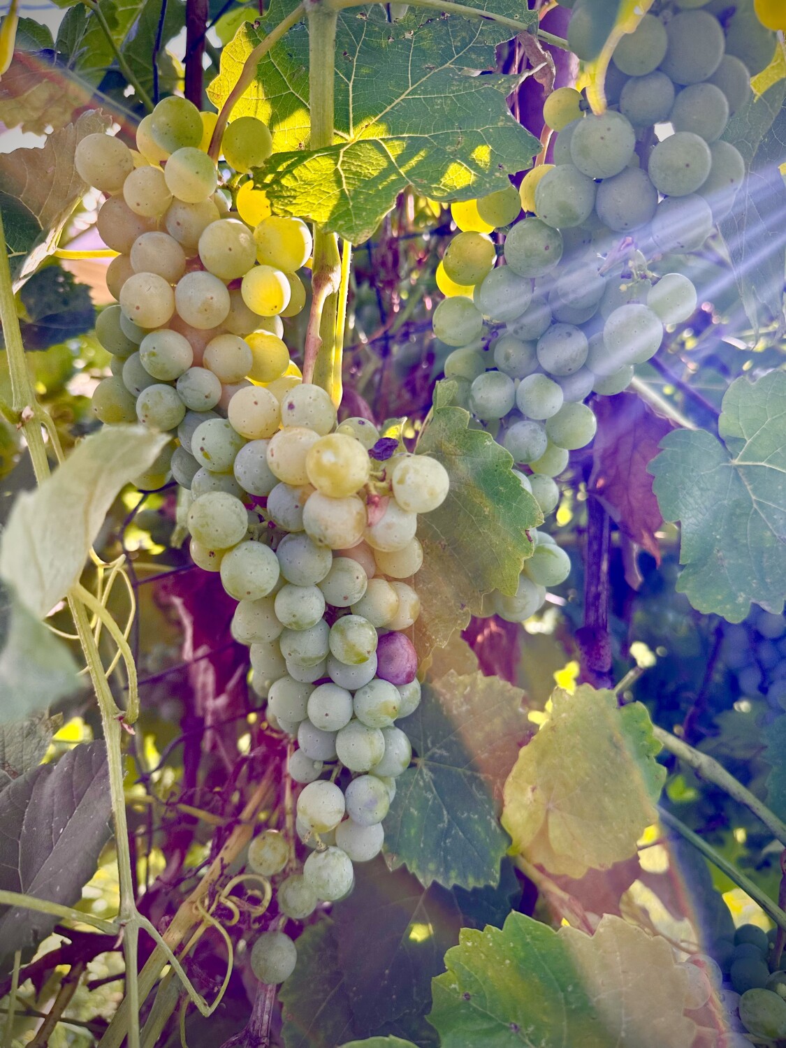 Sun kissed grapes