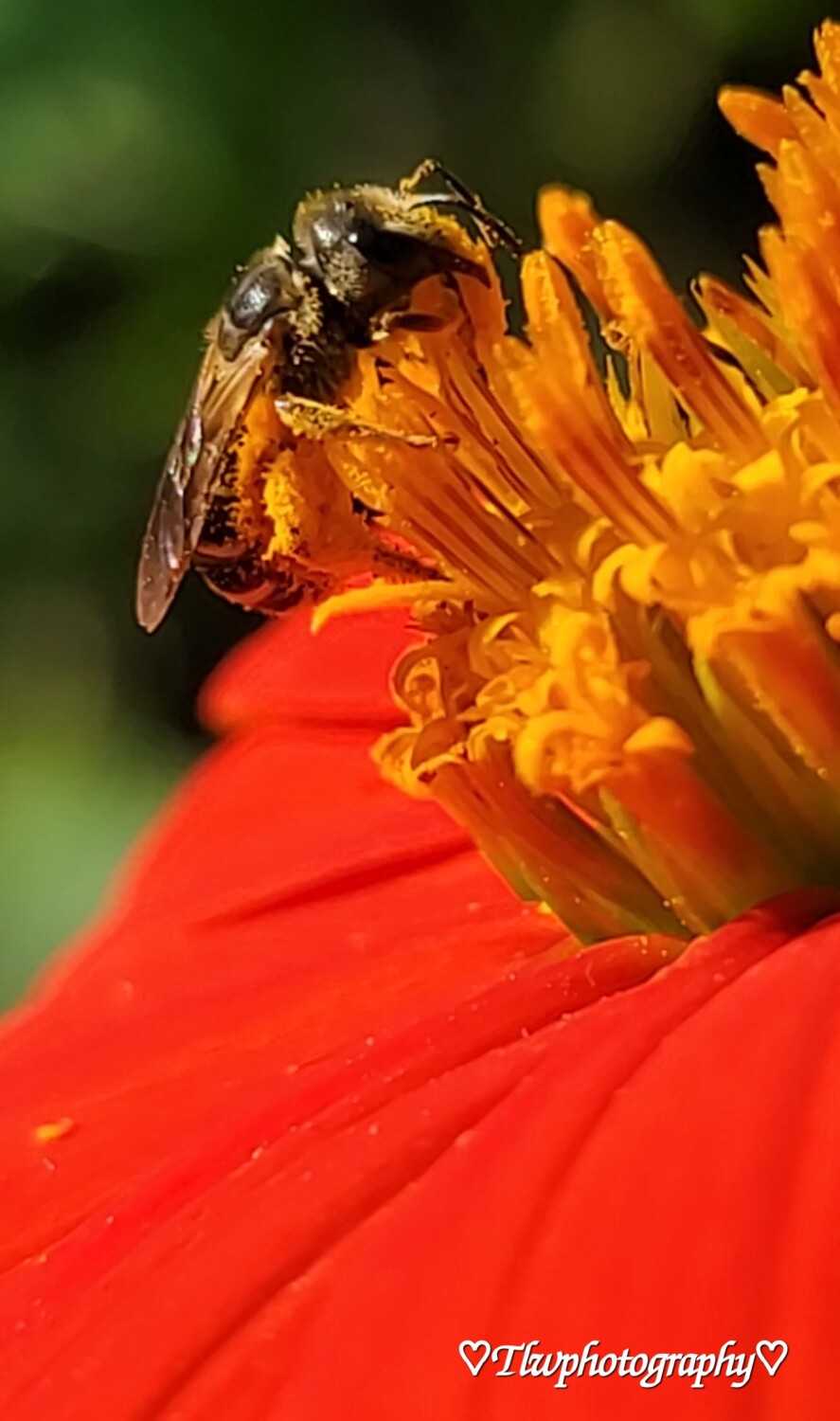 Pollination