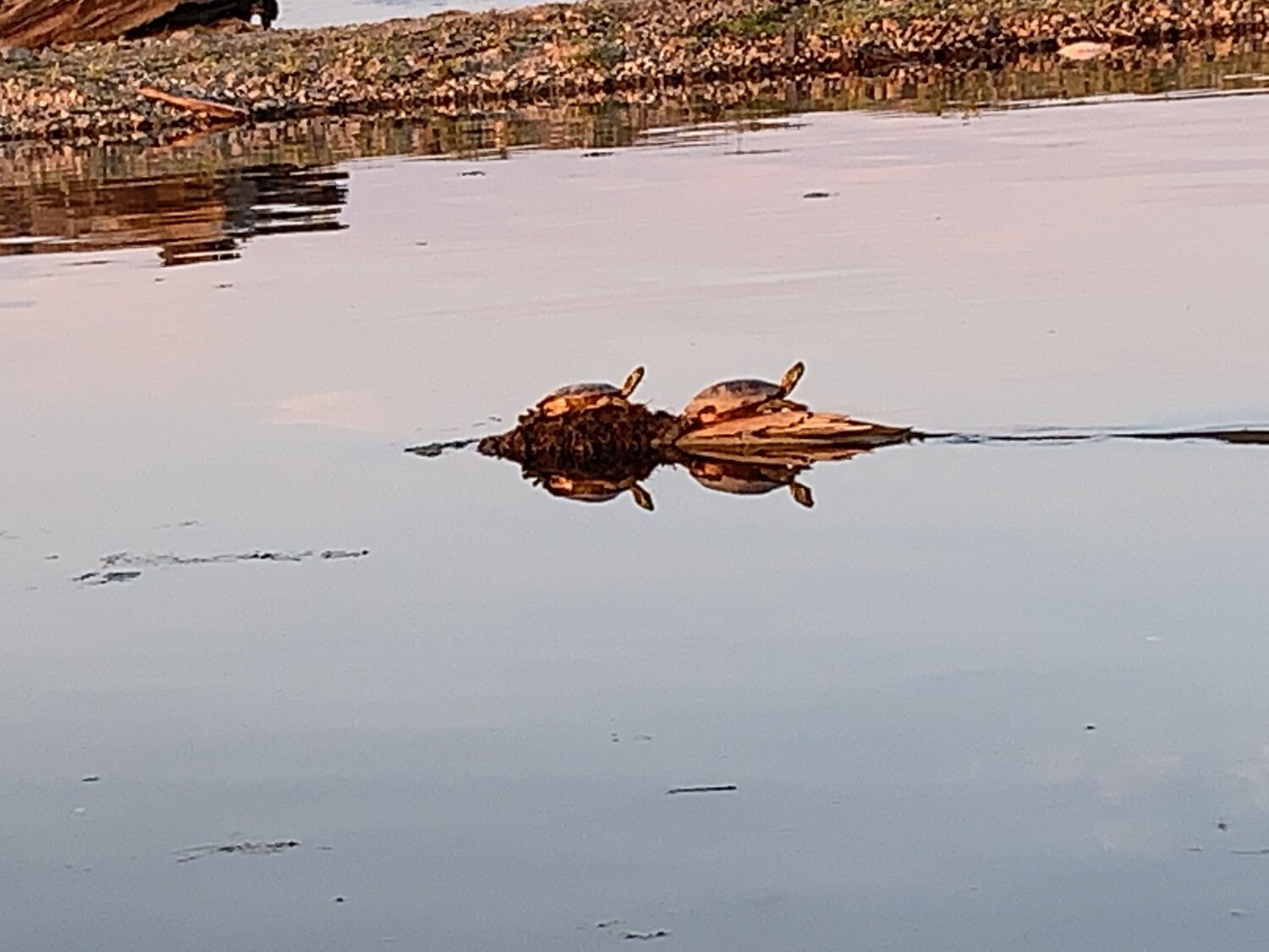 Turtles in Iowa