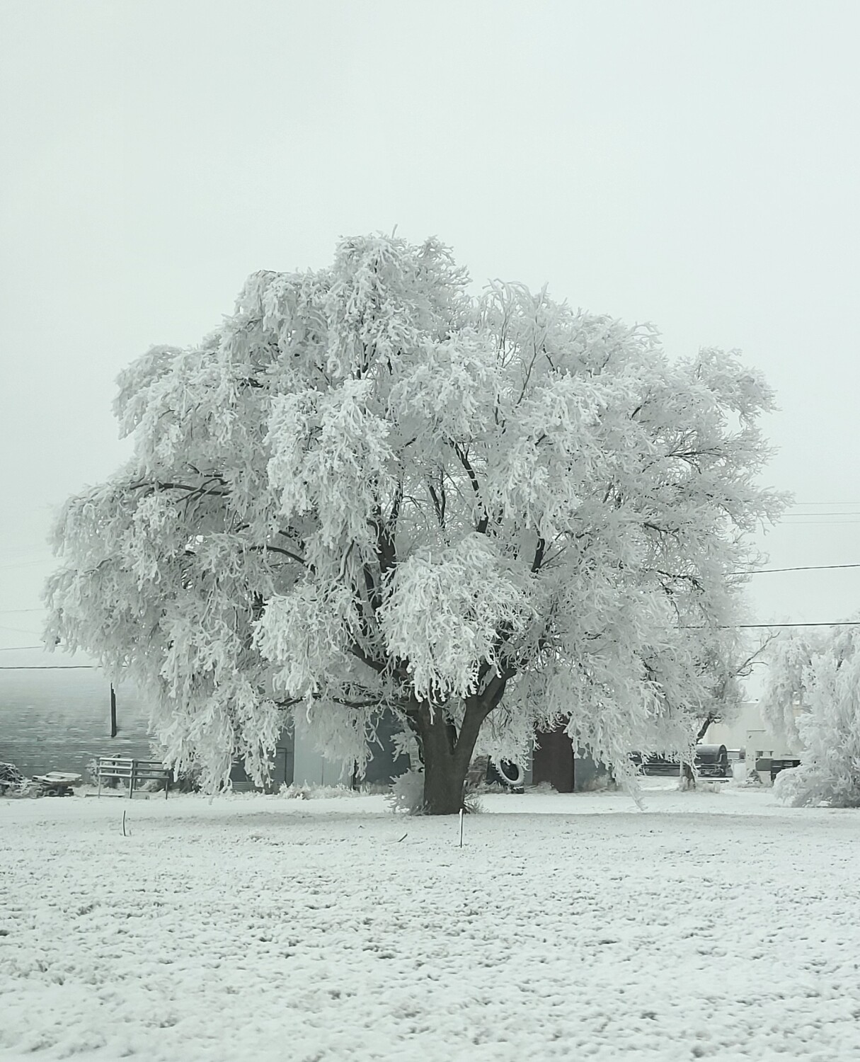 The Cold Tree