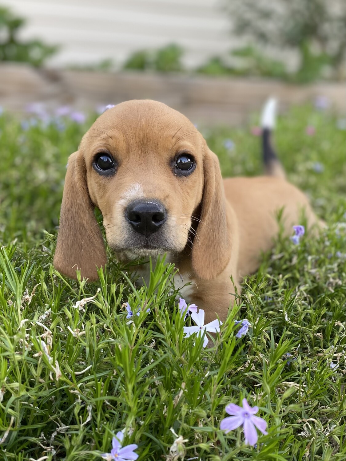 Buddy the Beagle