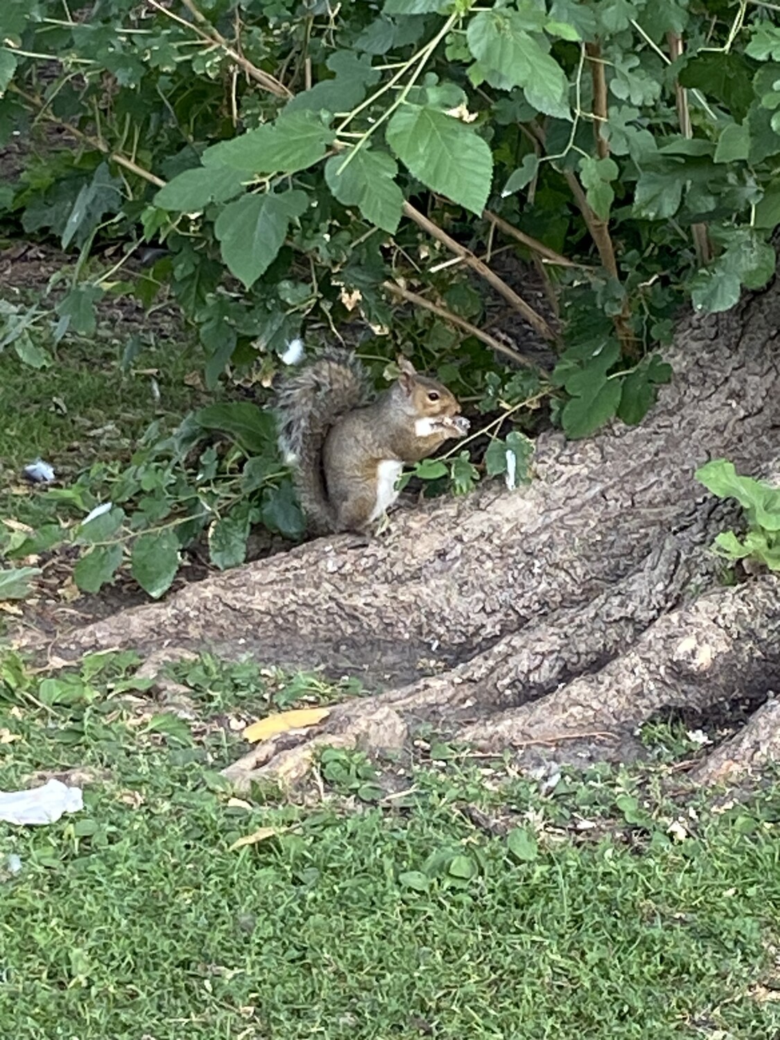 Squirrels eating