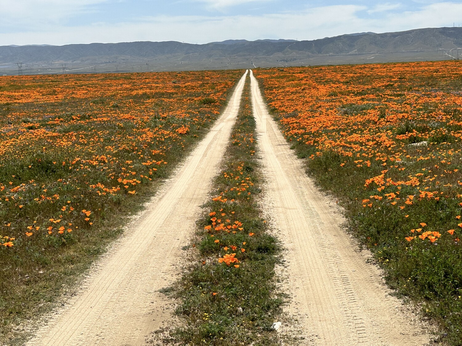 California Poppy Super Bloom