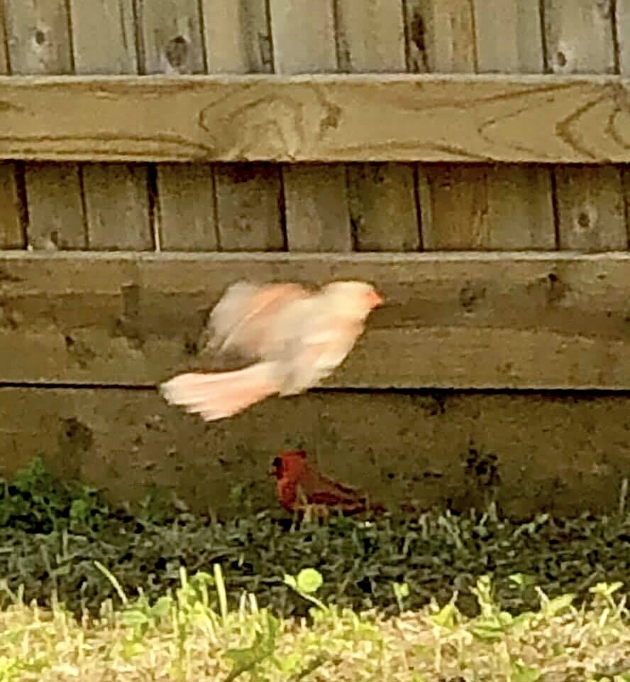 Cardinal and Ghost Cardinal