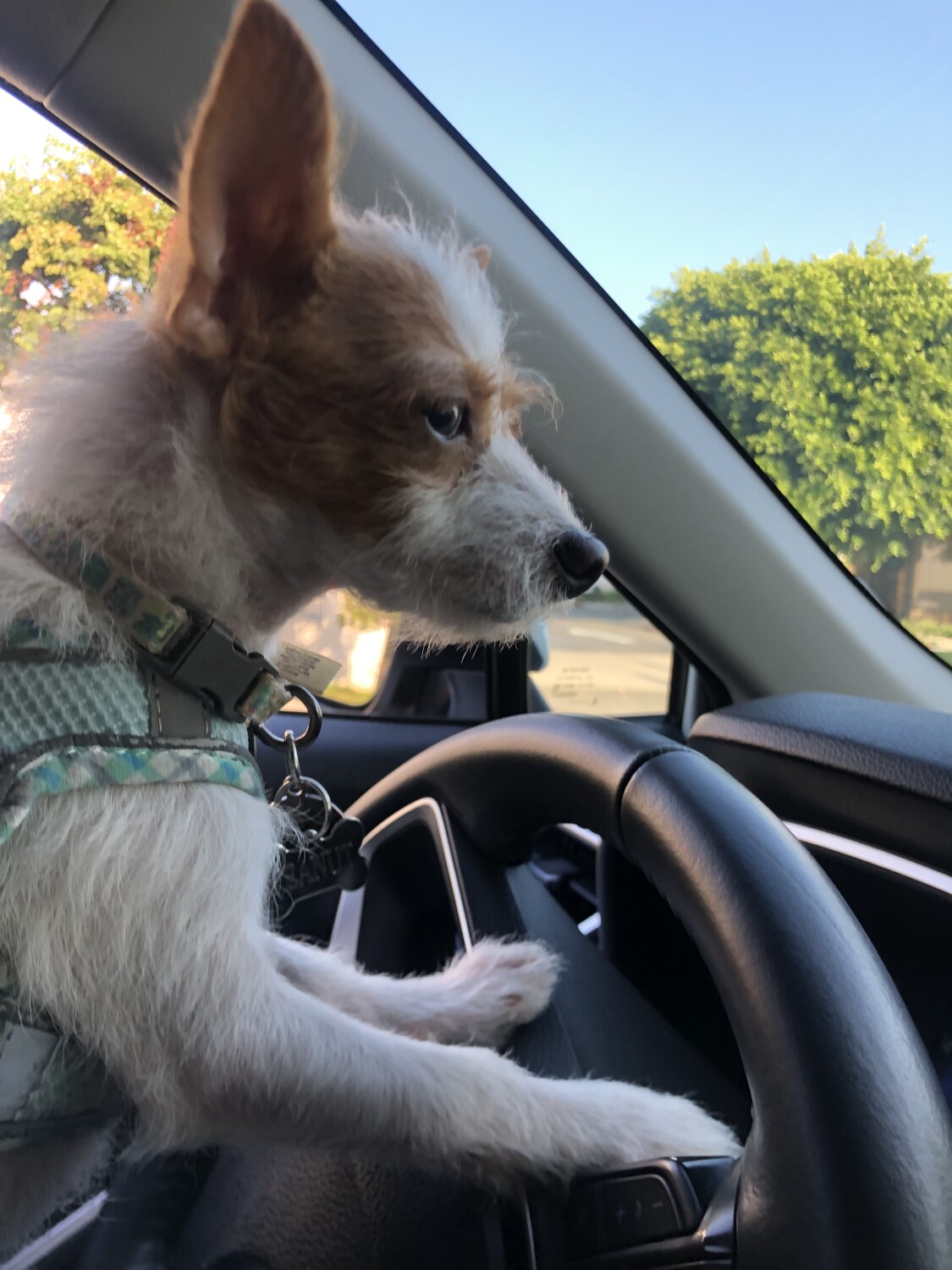 Dog Driver.