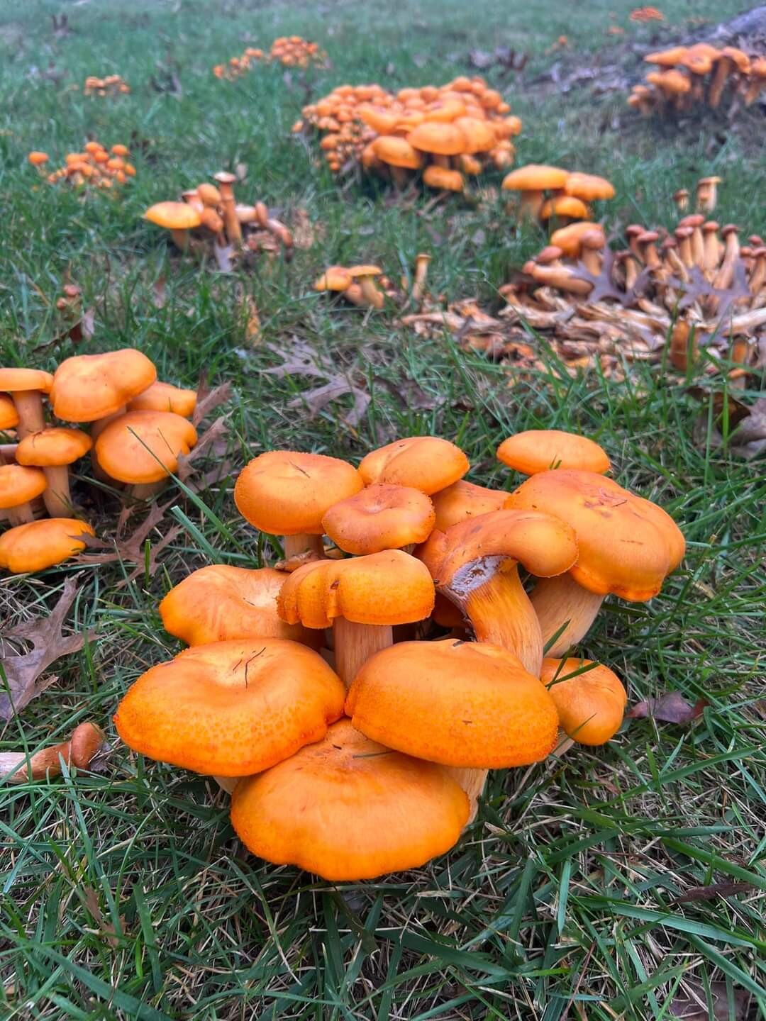 Pumpkin Colored Mushrooms