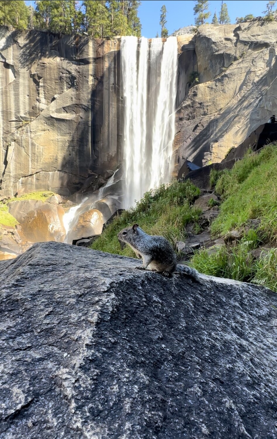 Squirrel at the waterfalls