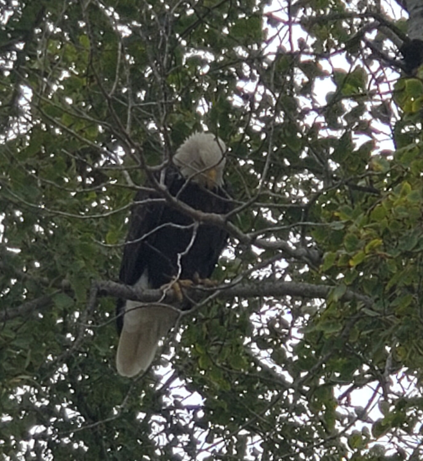 Pray For This Country