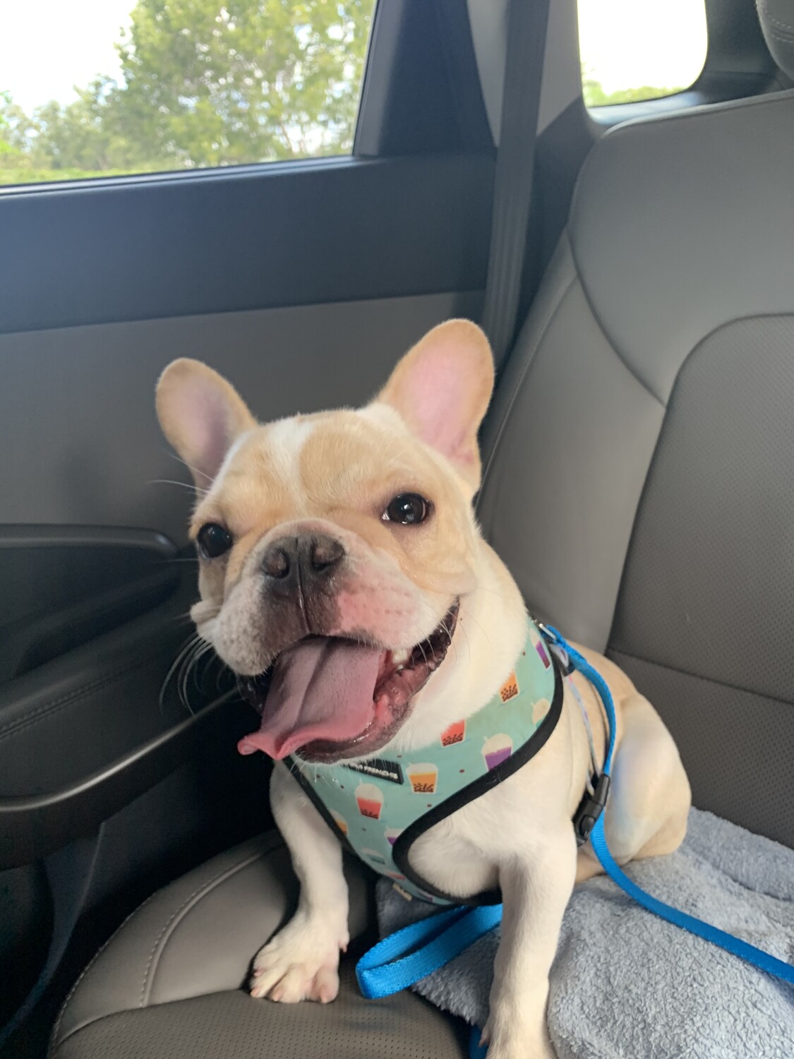 First day with my new pup