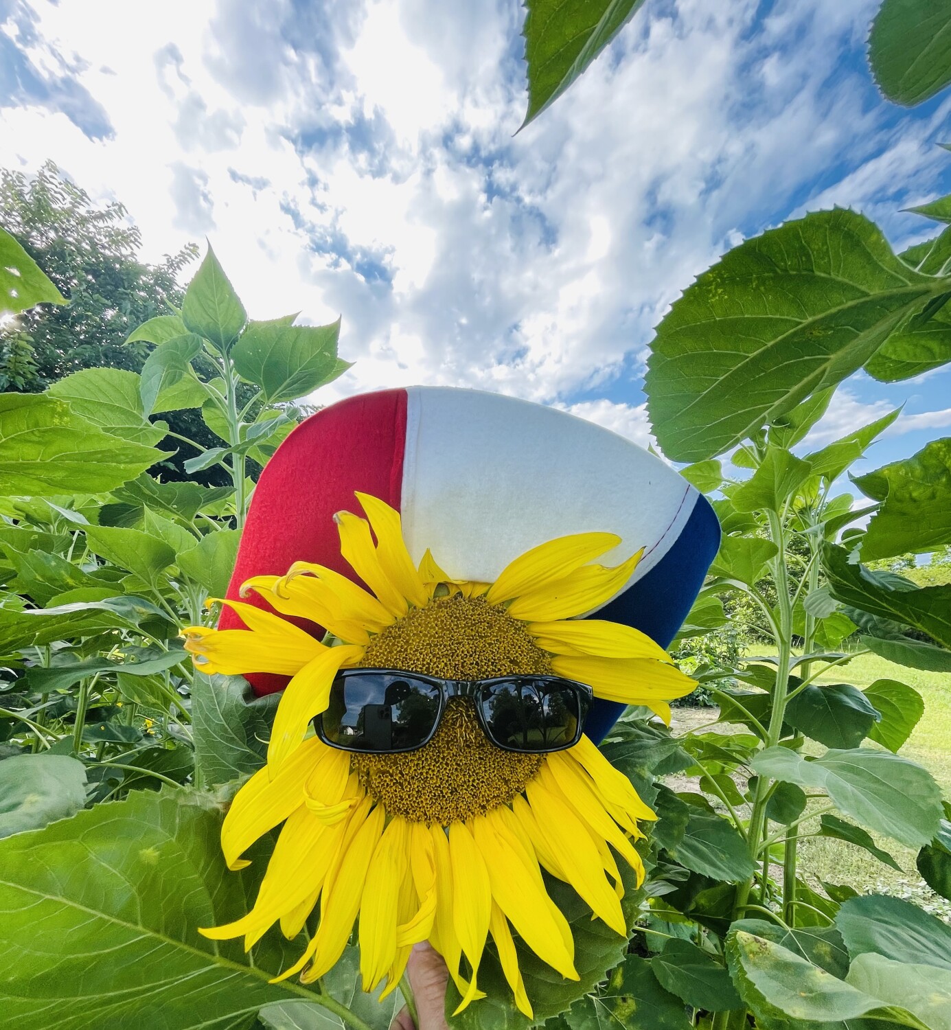 Cool USA sunflower
