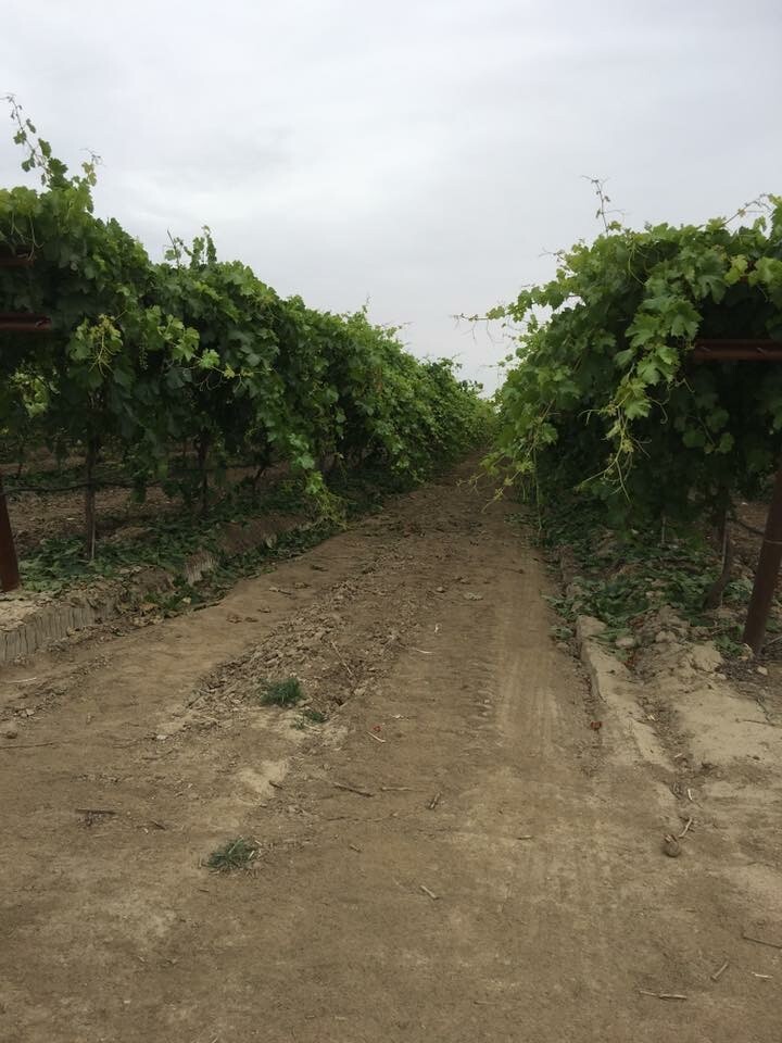 California grape vines