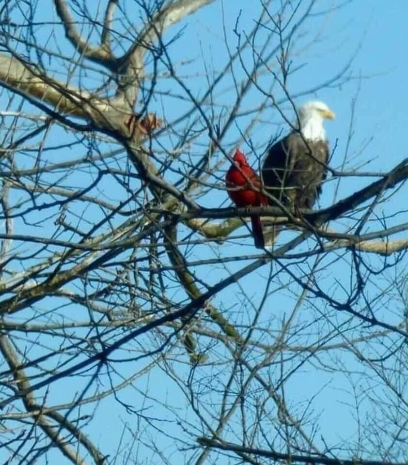 Birch Creek eagle and cardinal