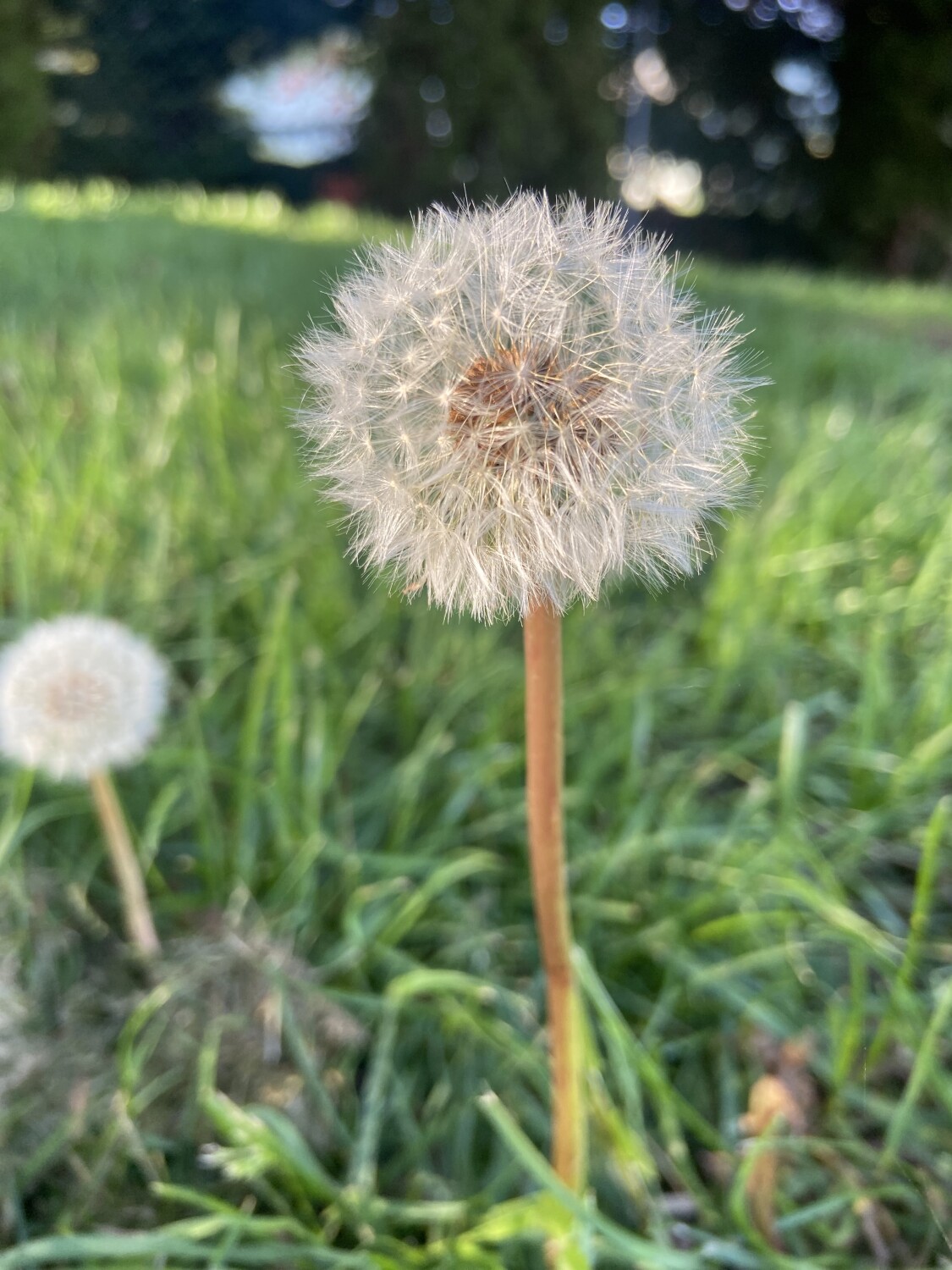 Dandelion