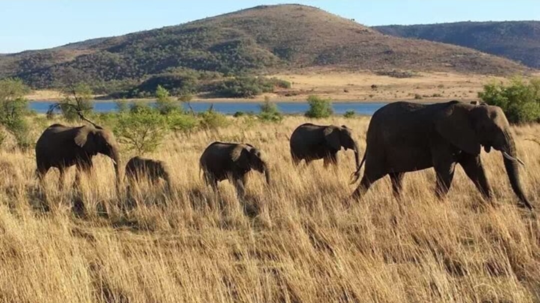 ELEPHANT FAMILY TRIP