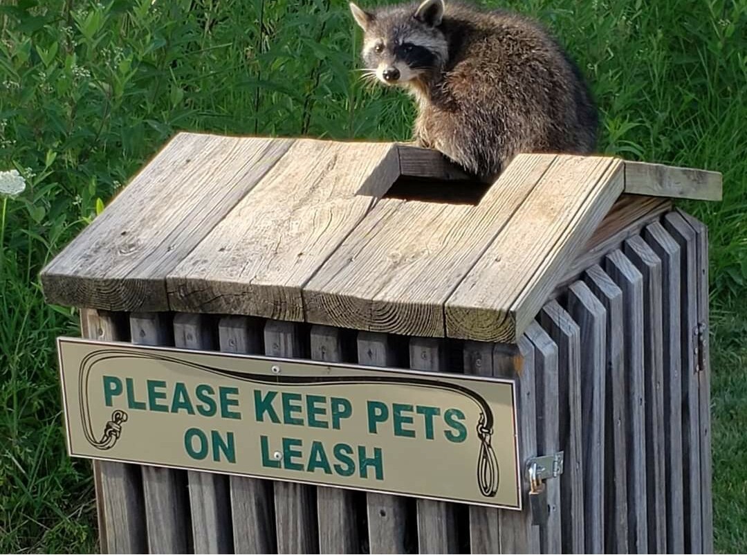 Raccoons can't read!