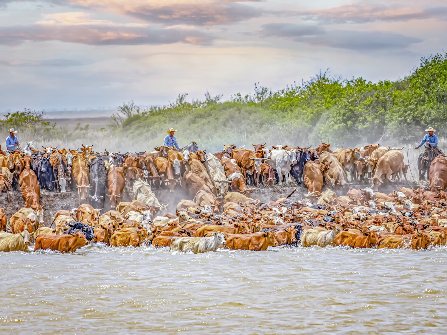 Matagorda Texas Cattle Swim