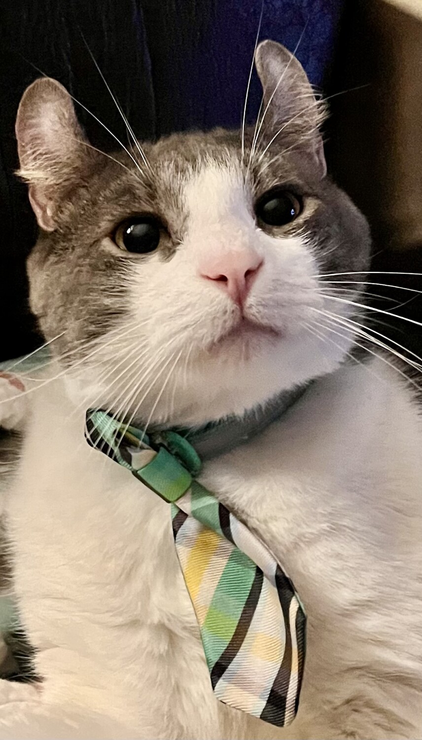 Wasabi ( Sabi for short)
