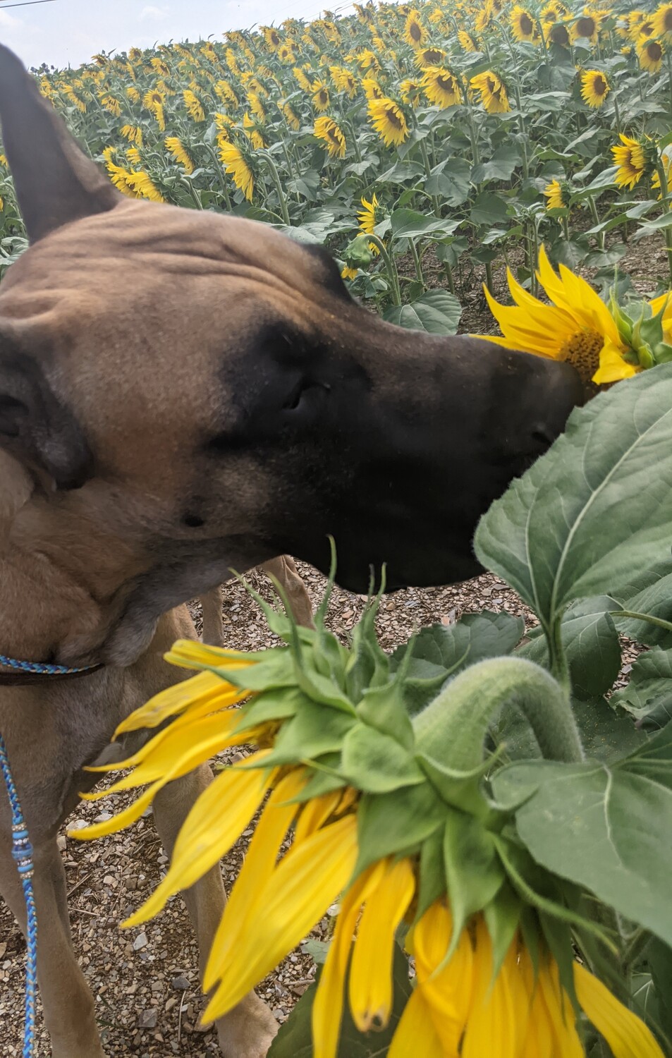 Sunflowers smell wonderful