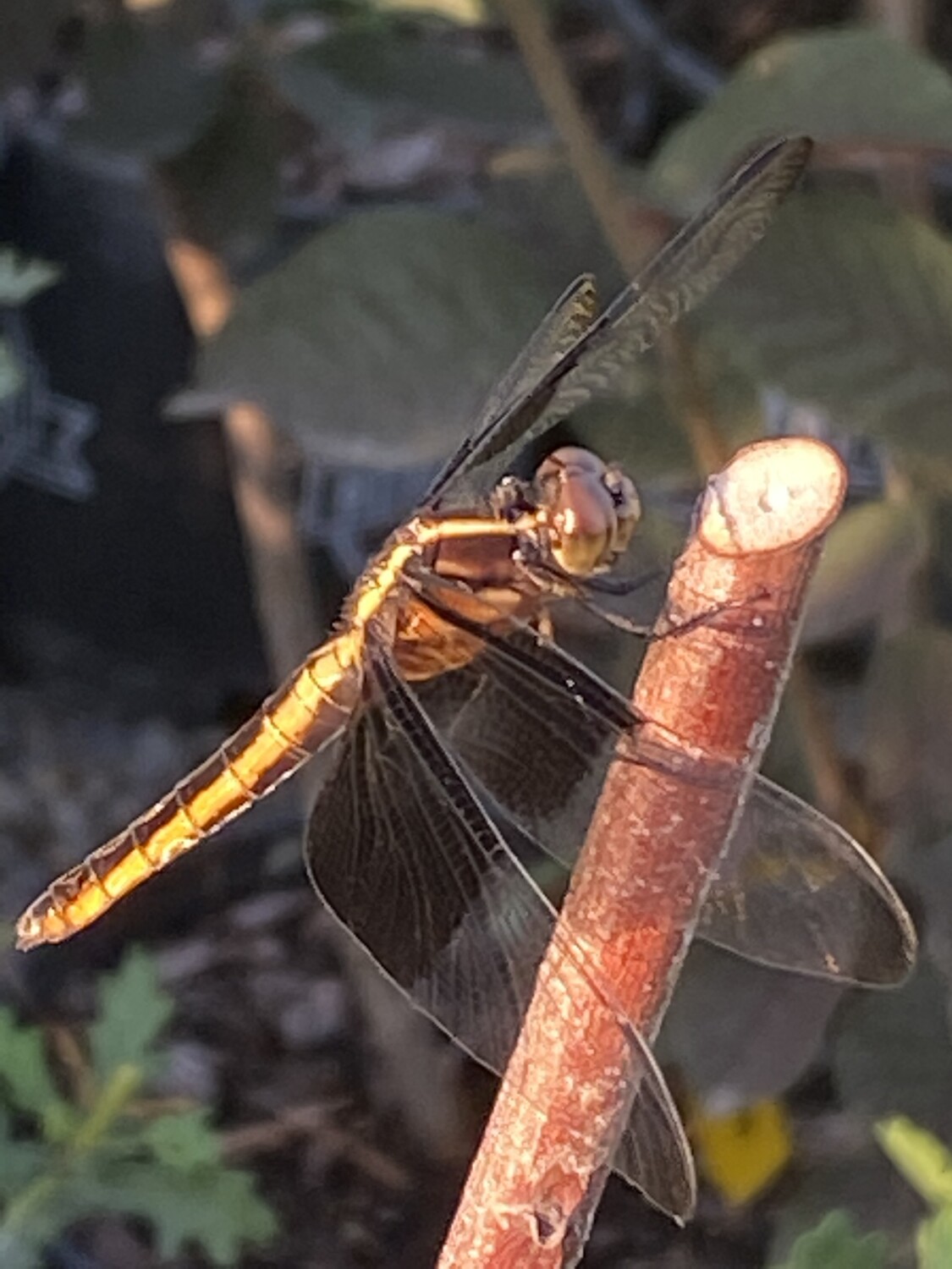 The wings in the air