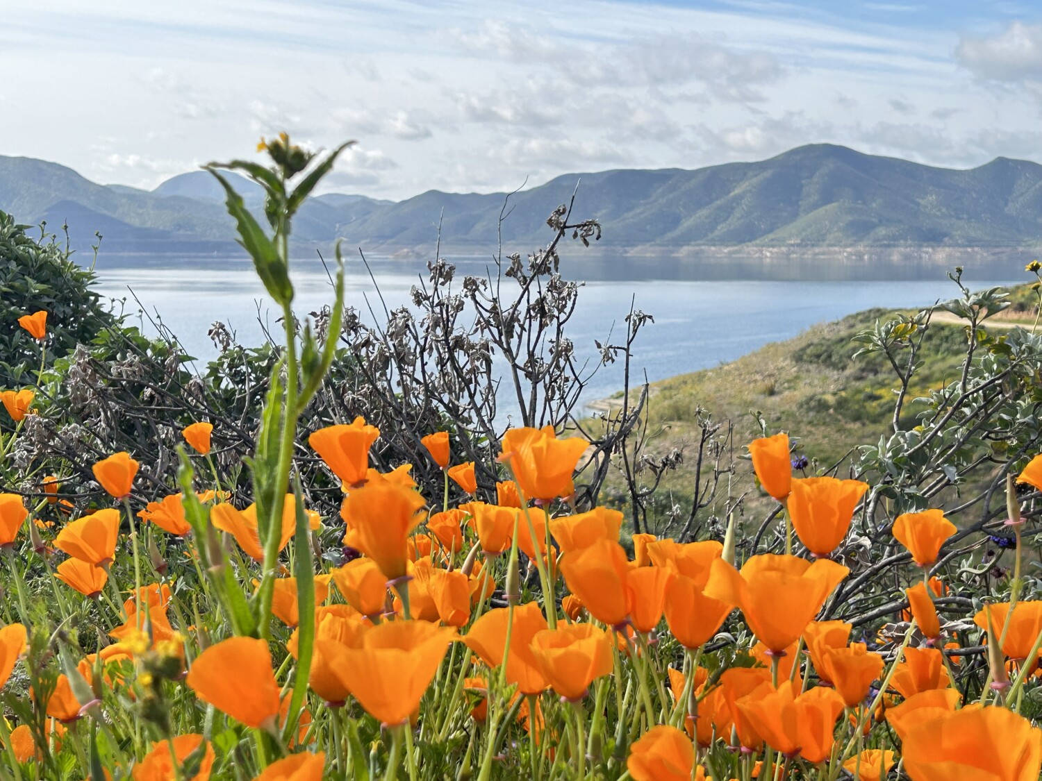 California’ s flower .