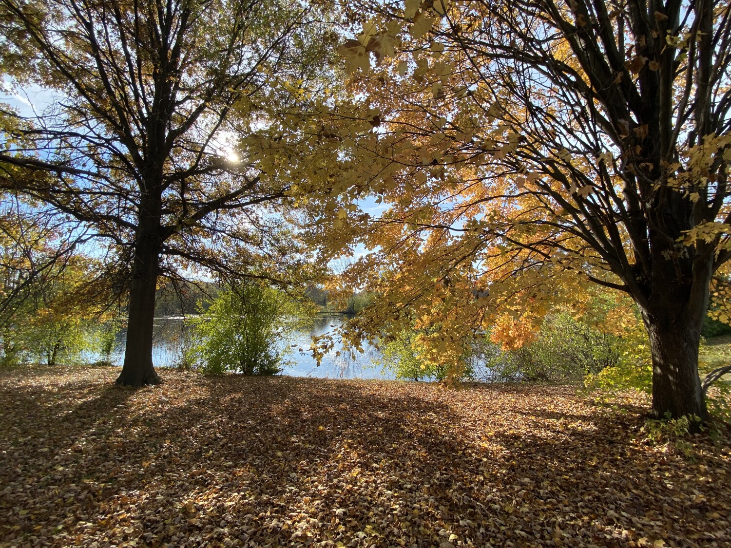 Autumn leaves in the afternoon