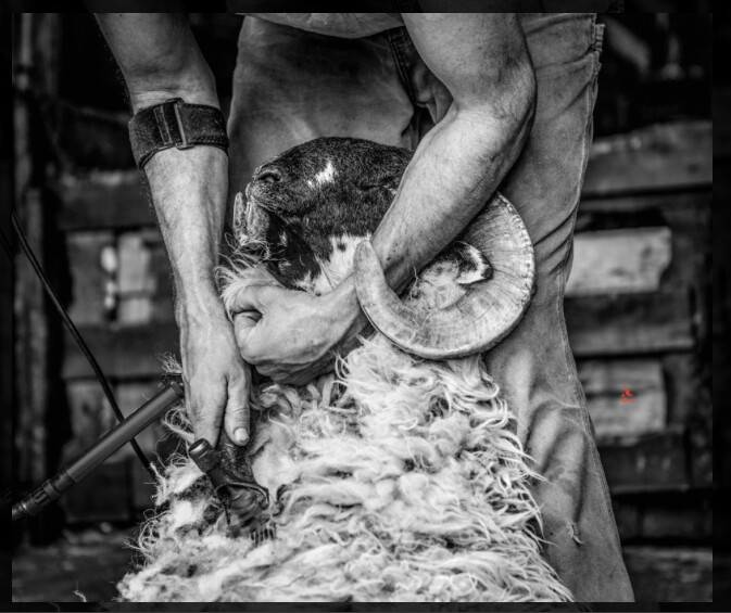 Shearing