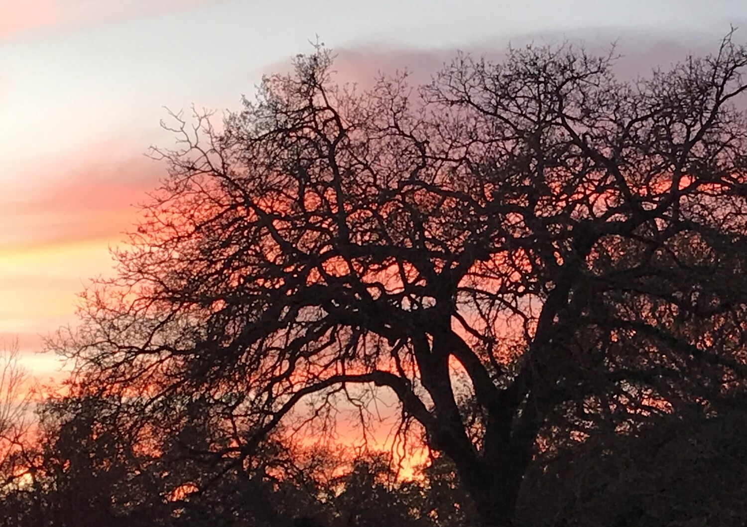 Sunset Tree