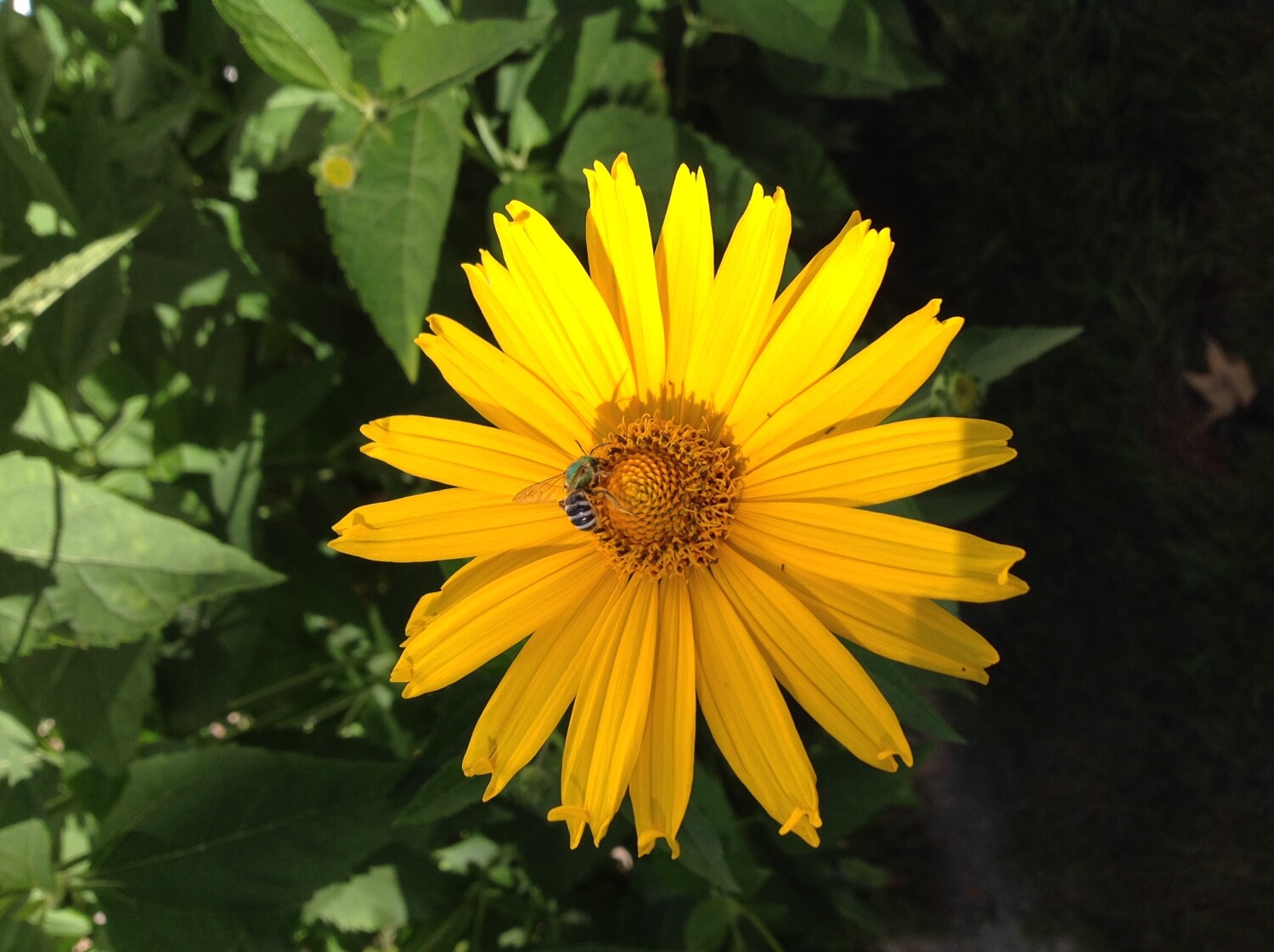 Garden Flower with Busy Bee