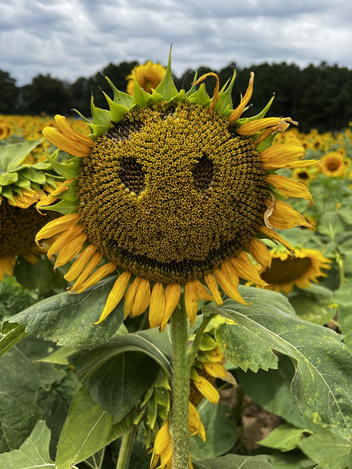 Sunflower Smiles